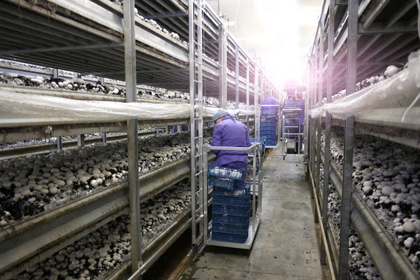 Embalagens de produtos alimentícios Sanvilo